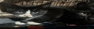 Domestic Shorthair 1