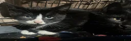 Domestic Shorthair cats for sale: Farm kittens for sale  - Advert 1