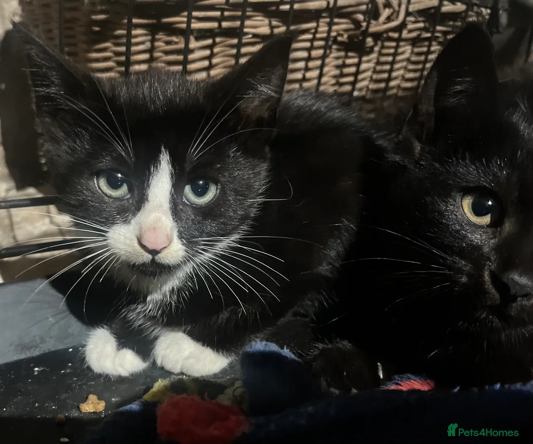 Domestic Shorthair cats for sale: Farm kittens for sale  - Advert 1