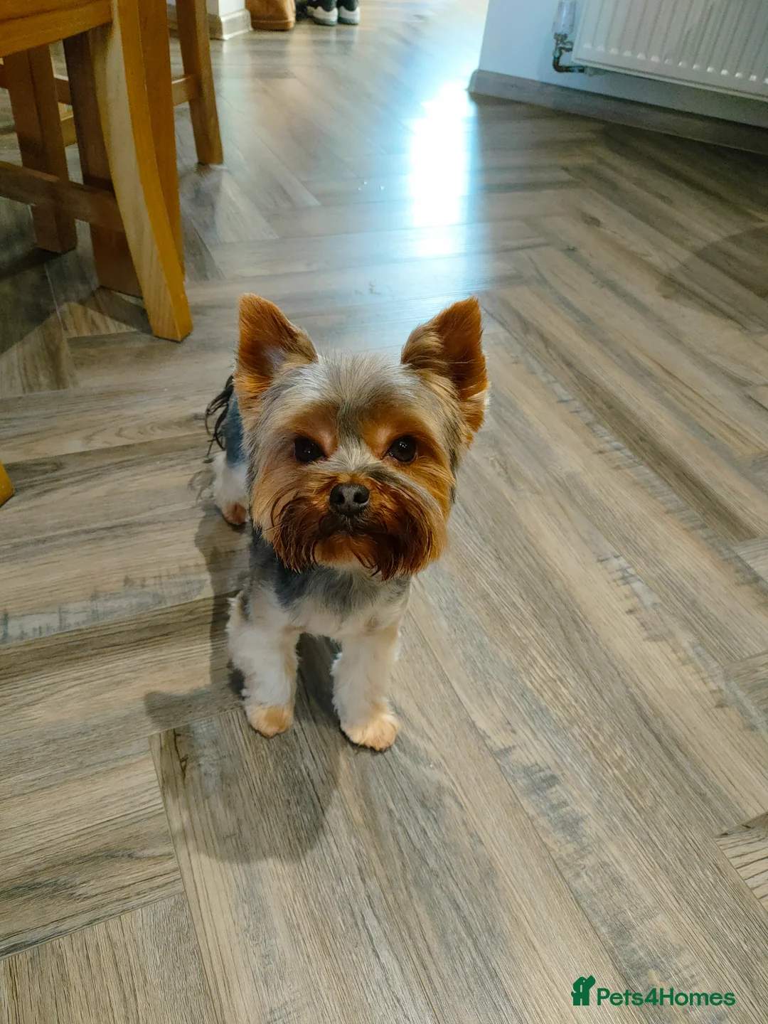 Yorkshire Terrier dogs for stud: Dog for stud  in Retford - Advert 14