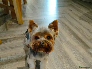 Yorkshire Terrier dogs Dog for stud - Advert 4