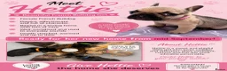 French Bulldog dogs for sale: KC beautiful  frenchies  - Advert 7
