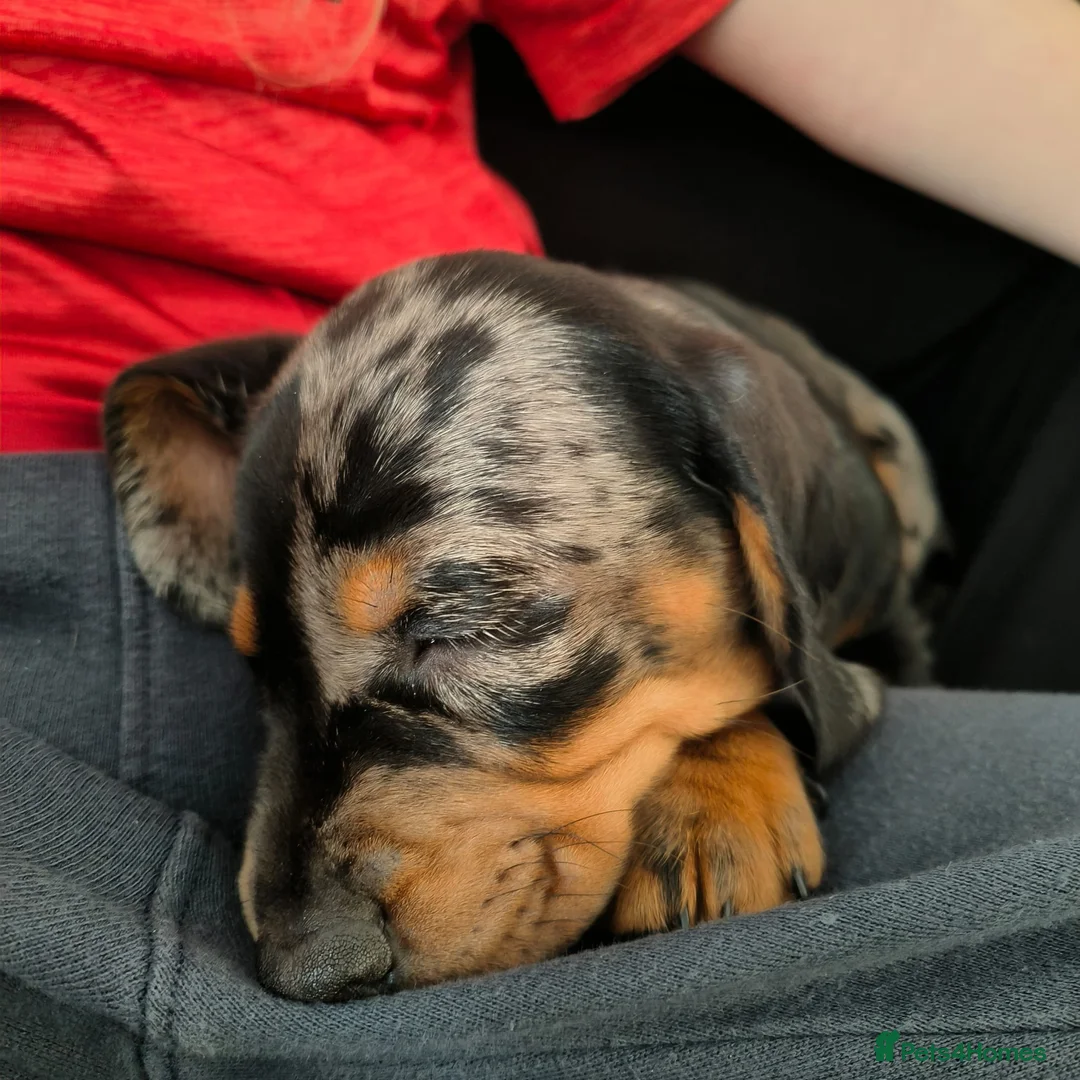 Dachshund dogs for sale: Dachshund puppies - Advert 20