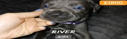 Cane Corso dogs for sale: Pure bred blue cane corso puppies for sale  - Advert 26