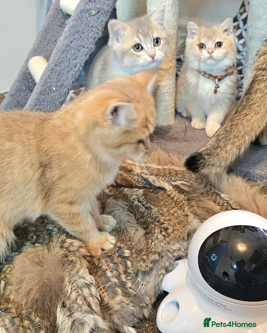 British Shorthair cats for sale: BSH GOLDEN KITTENS - Advert 9