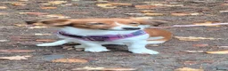 Jack Russell dogs for sale: Jack Russell puppies - Advert 14