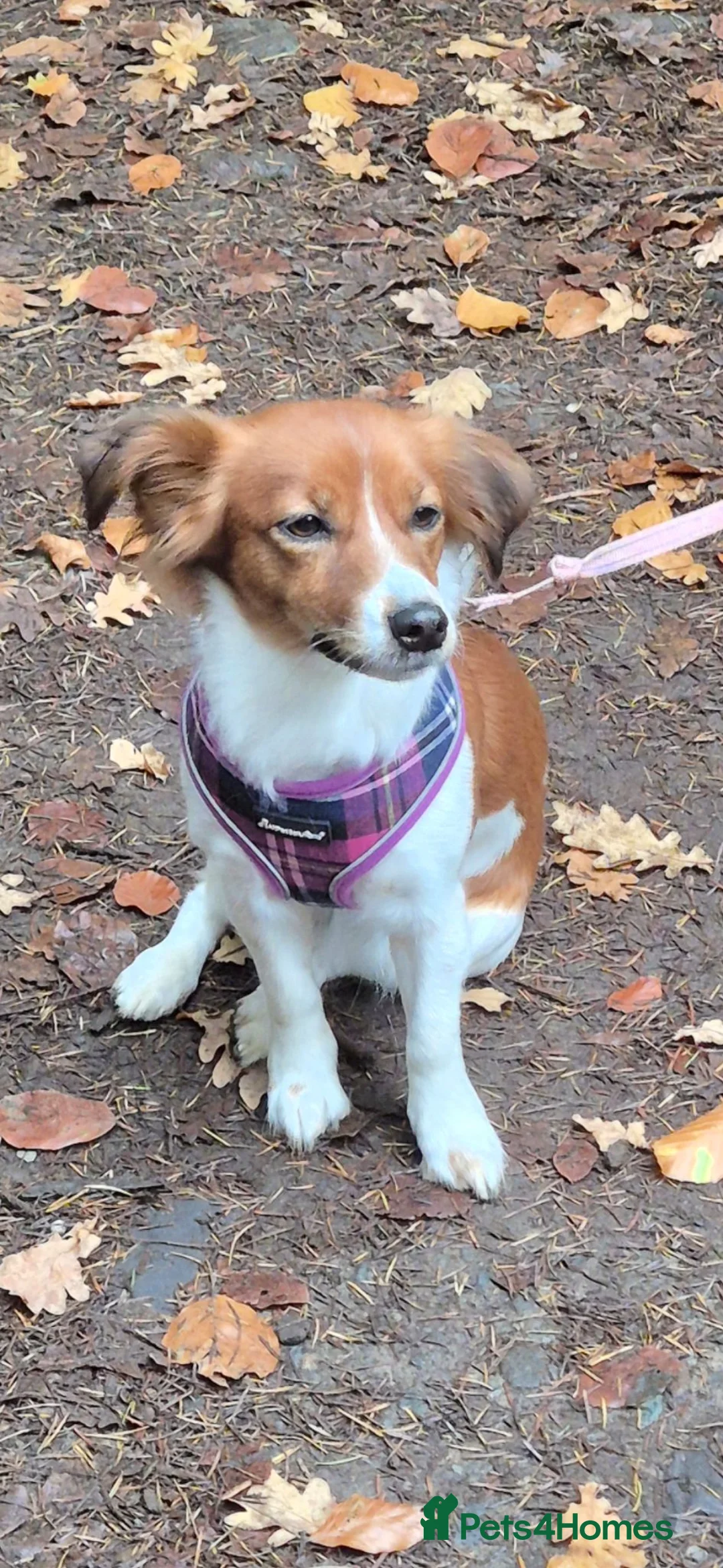Jack Russell dogs for sale: Jack Russell puppies - Advert 14