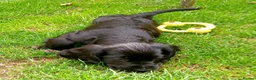 Cocker Spaniel dogs for sale: Stunning Cocker spaniel boy  - Advert 4