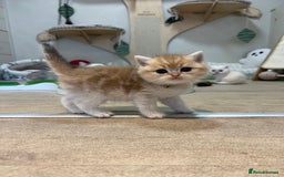 British Shorthair cats for sale: Affectionate lap cats health tested parents  - Image 31