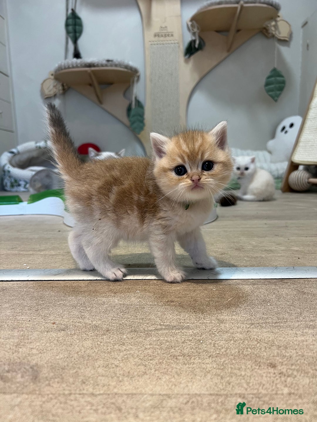 British Shorthair cats for sale: Affectionate lap cats health tested parents  - Image 31