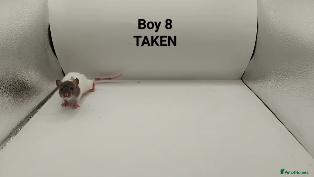 Rat rodents for sale: FEB: 20 Rats (13 Rats: 7 Boys & 6 Girls Left) - Advert 9