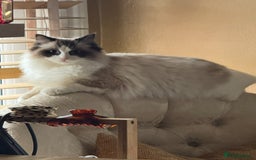 Domestic Shorthair cats for sale: Heartbreakingly a marriage breakup forces rehome - Image 9