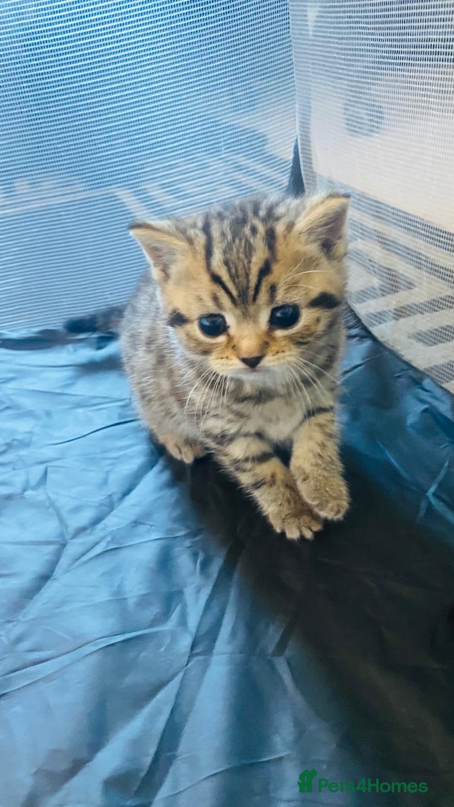 British Shorthair cats for sale: British Short Hair Kittens - Advert 1