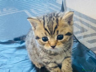 British Shorthair cats for sale: British Short Hair Kittens - Advert 1