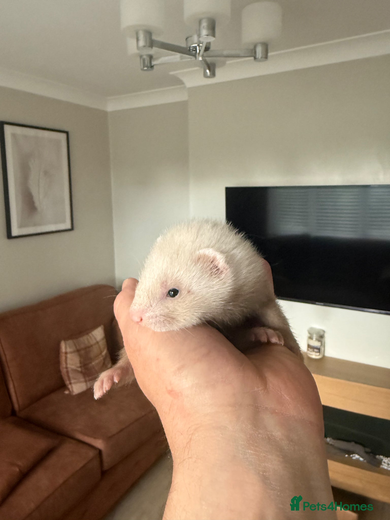 Ferret rodents Ferret kits ready in 2-3 weeks - Advert 1