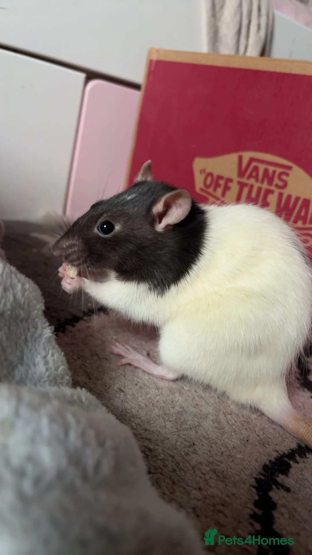 Rat rodents for sale: 2 rats in Oldham - Advert 4