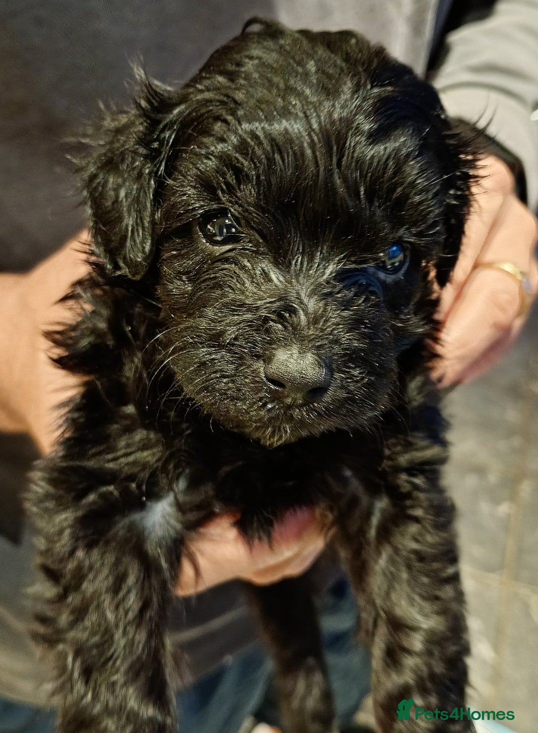 Mixed Breed dogs for sale: Beautiful pomapoo X puppies  - Image 3