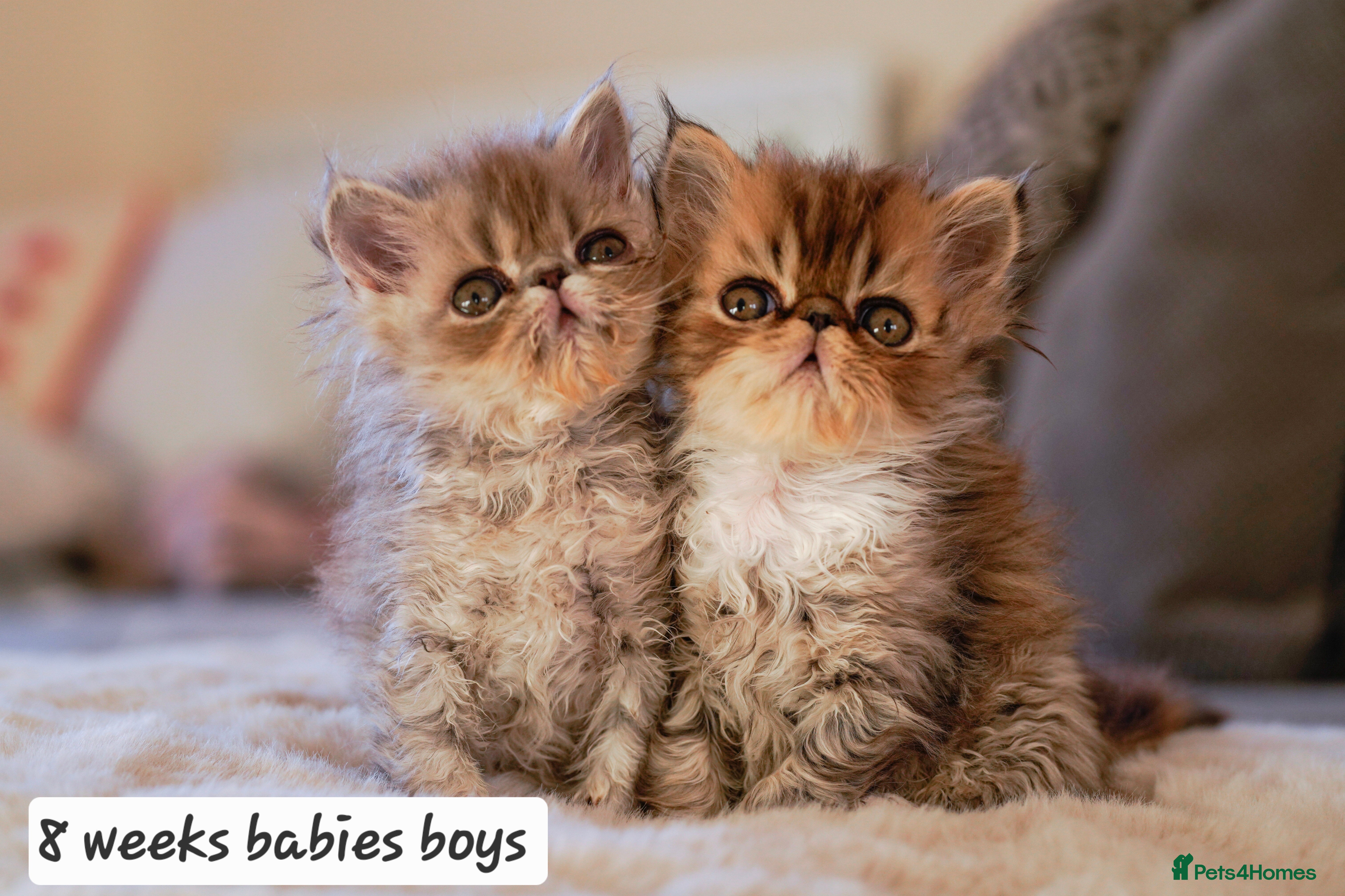 Persian cats Persian kittens  - Advert 18