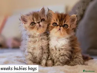 Persian cats Persian kittens - Advert 18