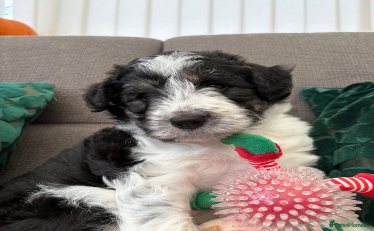 Bordoodle dogs Bordoodle Pups - Advert 1