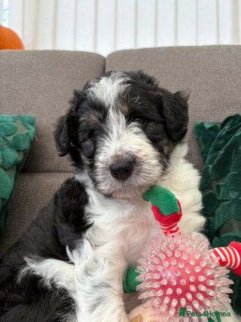 Bordoodle dogs Bordoodle Pups - Advert 1