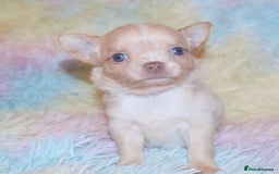 Chihuahua dogs for sale: KC REG HEALTH TESTED CHIHUAHUA BABIES - Image 8