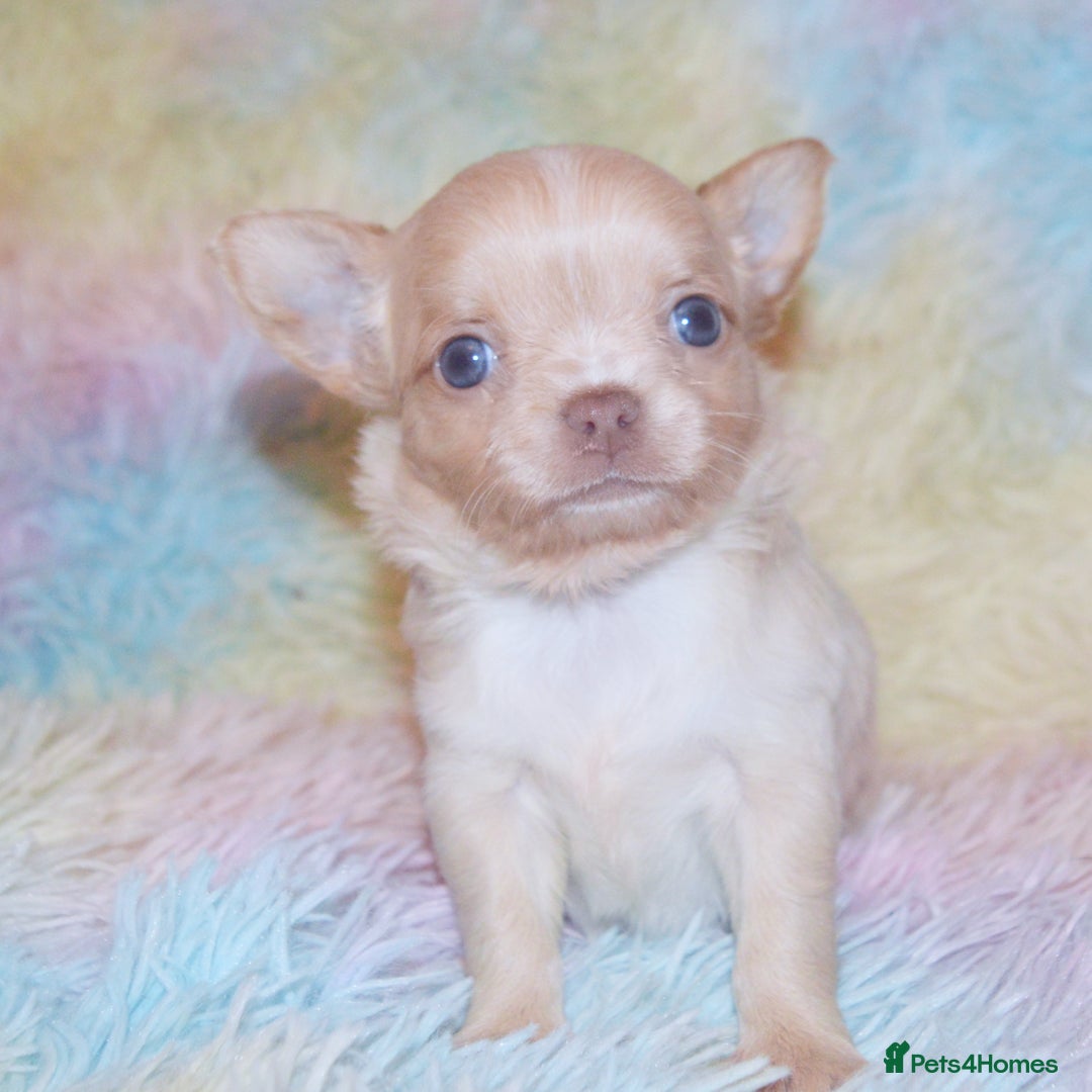 Chihuahua dogs for sale: KC REG HEALTH TESTED CHIHUAHUA BABIES - Image 8