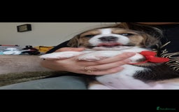 Beagle dogs for sale: Really cute beagle puppies !🐶🐶❤️ - Image 13