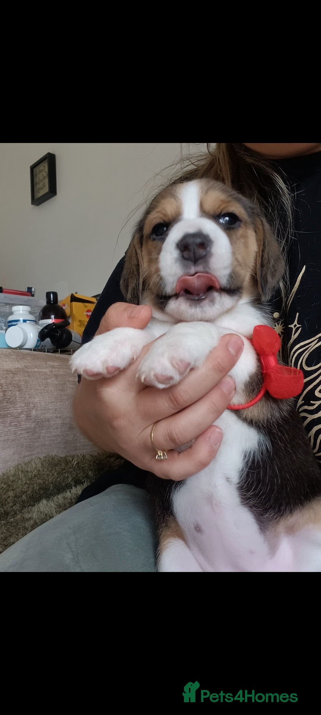 Beagle dogs for sale: Really cute beagle puppies !🐶🐶❤️ - Image 13