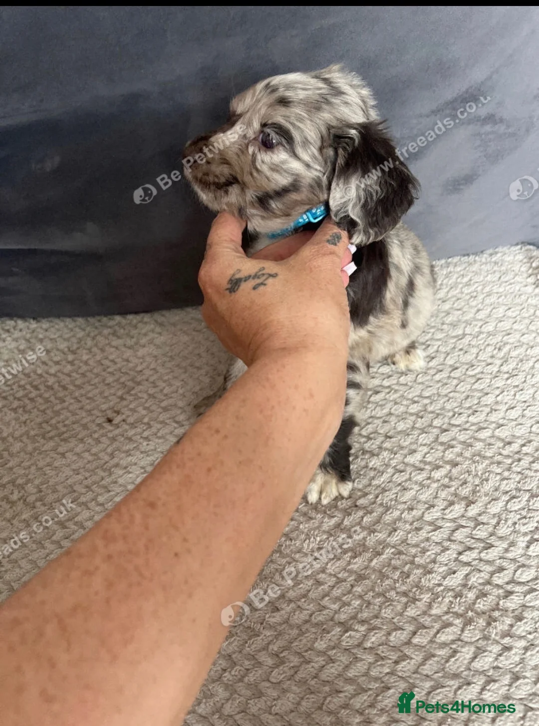 Cocker Spaniel dogs for sale: Litter of cocker spaniels  - Advert 1