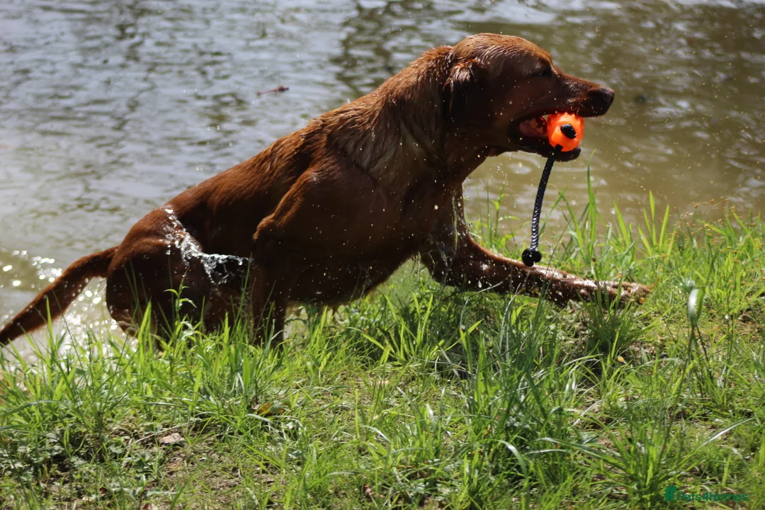 Labrador Retriever dogs for stud: Extensively Health Tested Fox Red Labrador Stud in Totnes - Advert 12