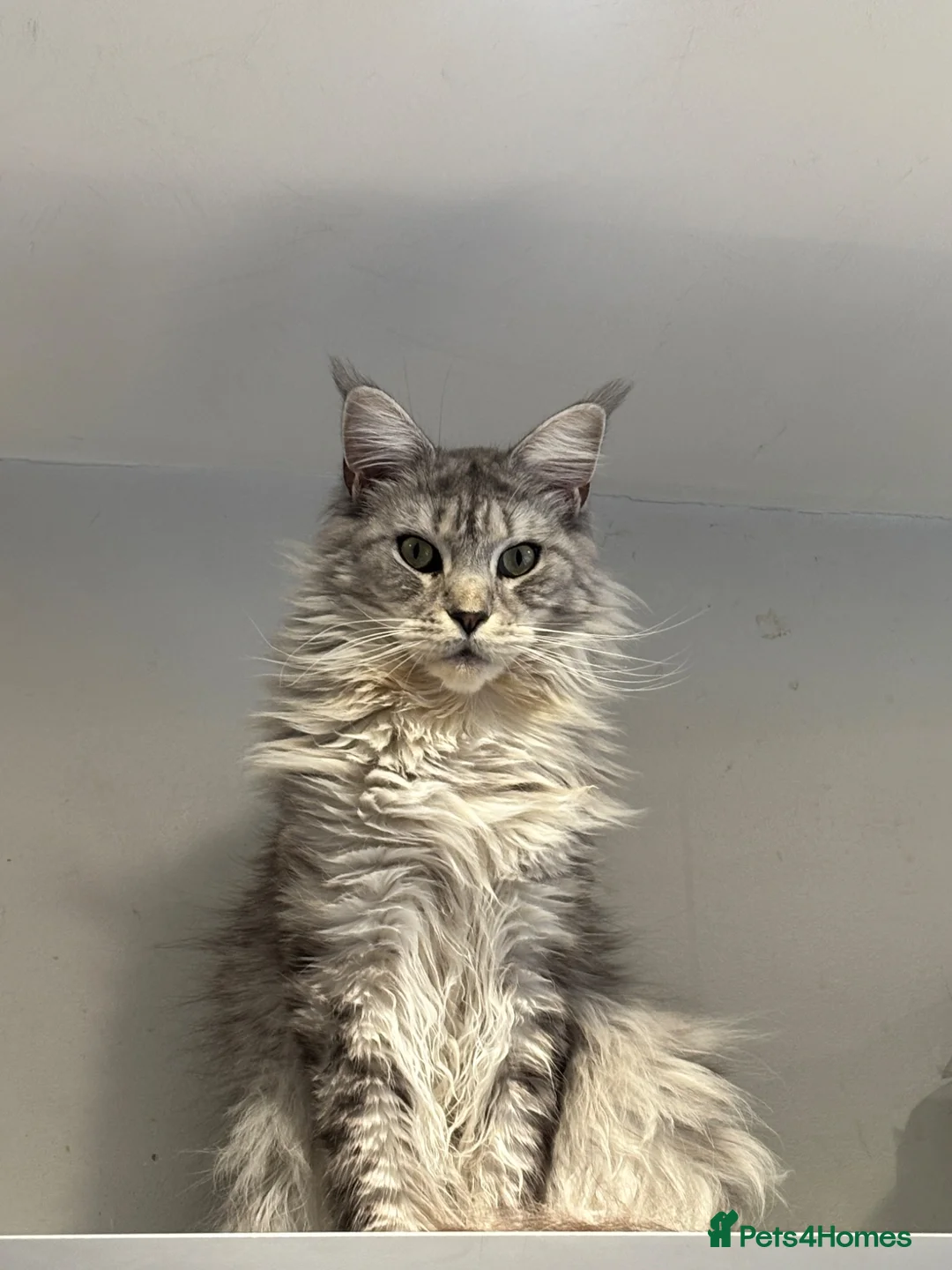 Maine Coon cats for sale: Last litter of the year Super Maine Coons in Blackpool - Advert 1