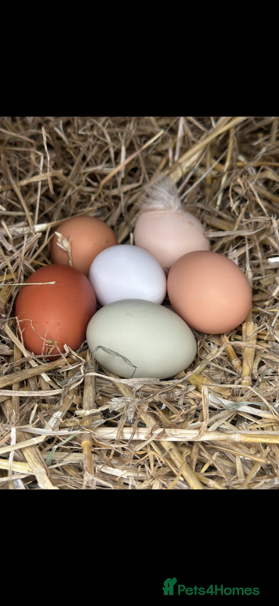 Chickens poultry Hatching eggs mixed  - Advert 1