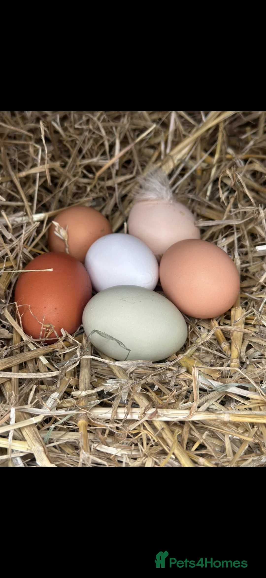 Chickens poultry for sale: Hatching eggs mixed  - Advert 1