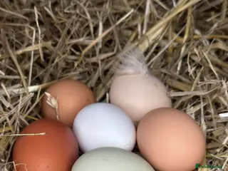 Chickens poultry Hatching eggs mixed - Advert 1