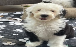 Old English Sheepdog dogs for sale: Kc old English sheep dog puppies  - Image 17