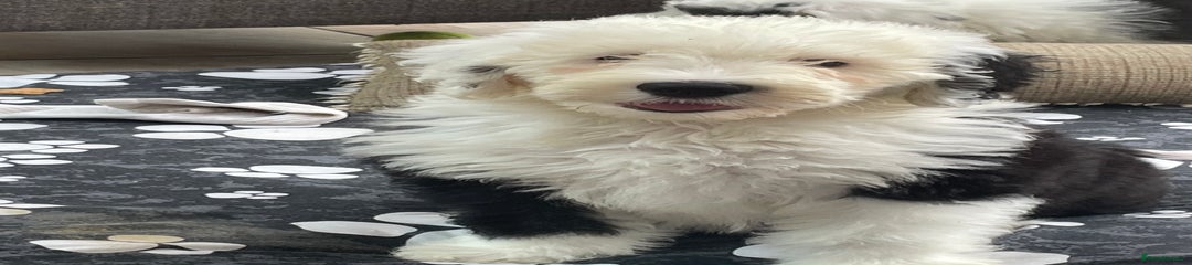 Old English Sheepdog Puppy 8