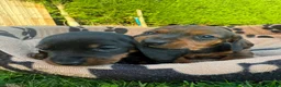 Miniature Dachshund dogs for sale: Miniature Dachshund Puppies - Advert 15