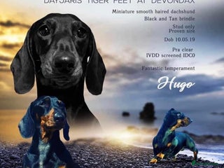 Miniature Dachshund dogs in Newton Abbot - Advert 7