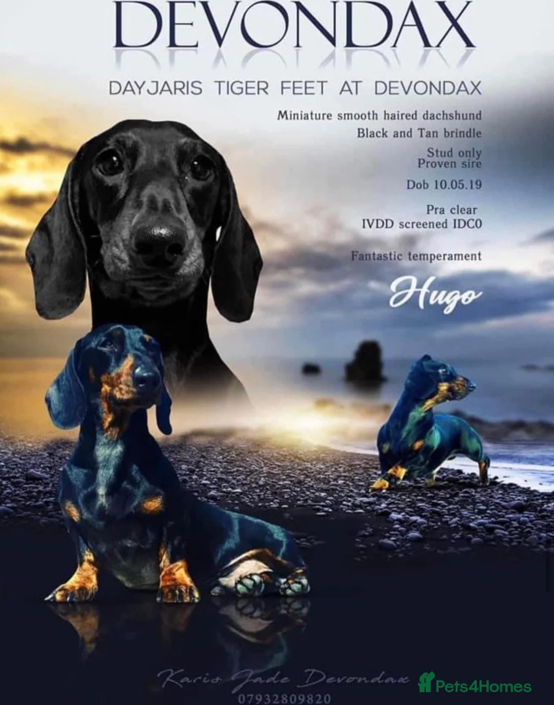 Miniature Dachshund dogs for stud: Kc reg IVDD screened pra clear mini smooth  in Newton Abbot - Advert 1