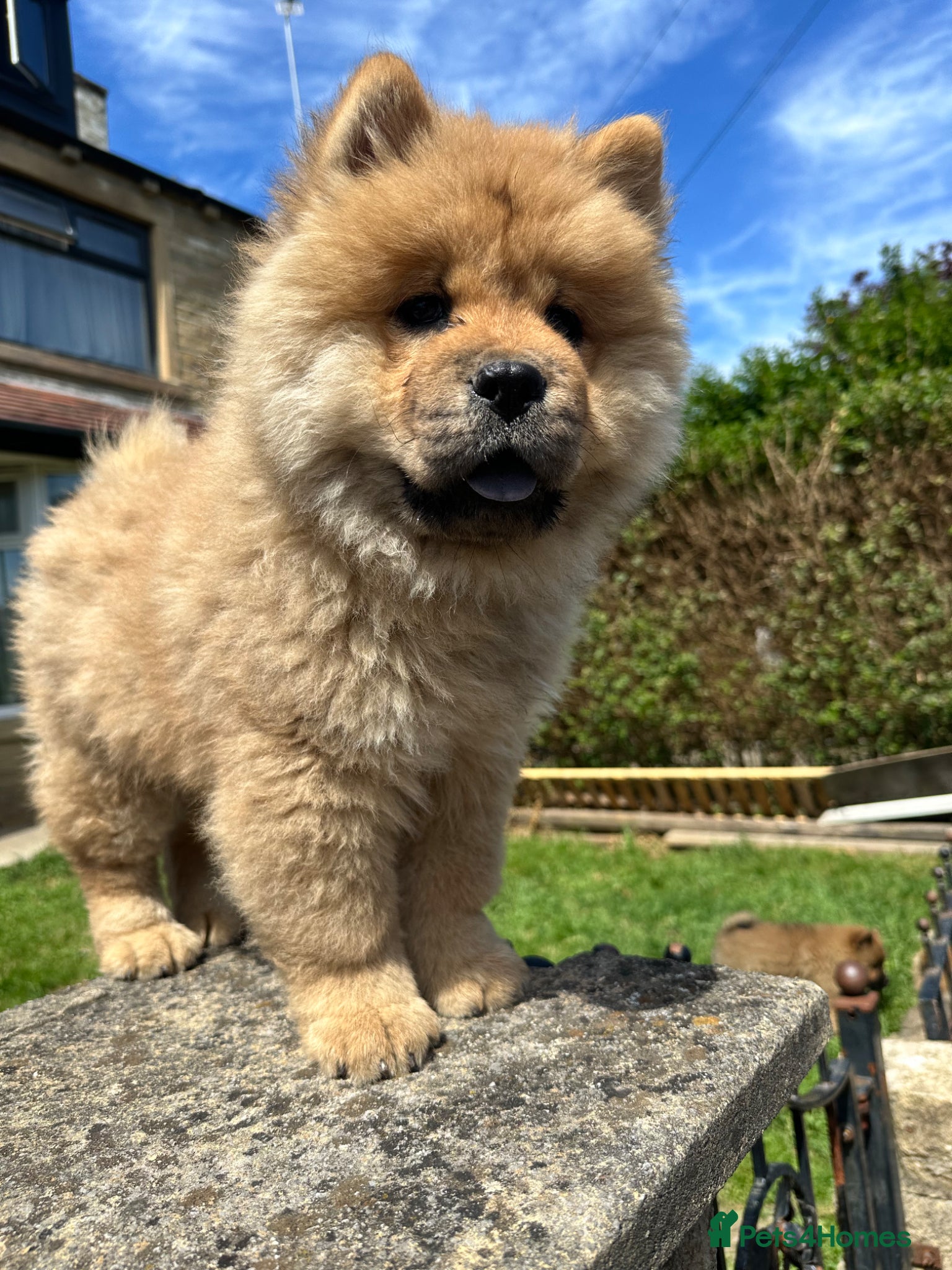 Chow Chow dogs Chow chow  - Advert 2