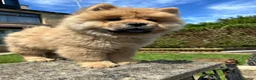 Chow Chow dogs for sale: Chow chow  - Advert 2