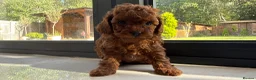 Toy Poodle dogs for sale: Gorgeous toy poodle x Asian toy poodle DNA tested - Advert 11