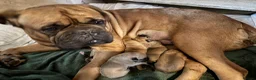 Mixed Breed dogs for sale: Dogue de Bordeaux × Mastiff Puppies - Advert 7