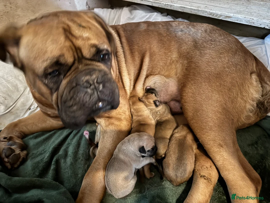 Mixed Breed dogs for sale: Dogue de Bordeaux × Mastiff Puppies - Advert 7