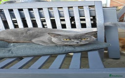 British Shorthair cats for sale: Gccf British Shorthair Girl - Image 2