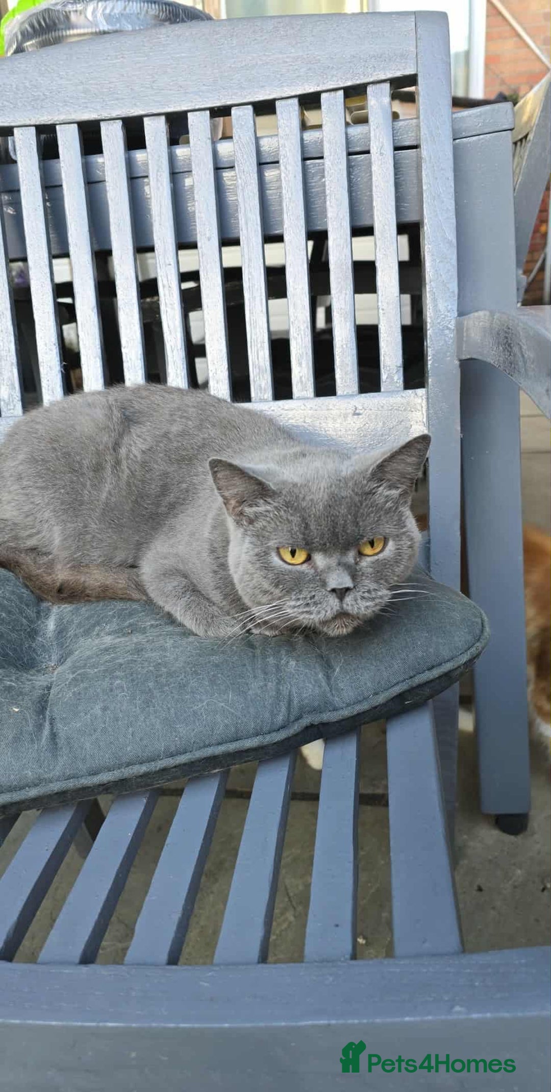 British Shorthair cats for sale: Gccf British Shorthair Girl - Image 2