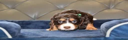 Cocker Spaniel dogs for sale: Kc Reg  Cocker Spaniel Puppies Health Tested - Advert 19