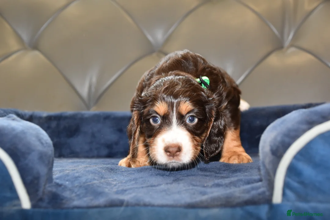 Cocker Spaniel dogs for sale: Kc Reg  Cocker Spaniel Puppies Health Tested - Advert 19
