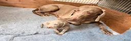 Weimaraner dogs for sale: Beautiful KC reg Weimaraner’s forever homes req - Advert 32